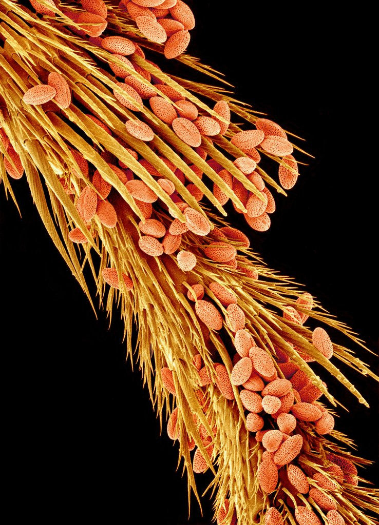 Detail of Leg of a bee with pollen by Anonymous
