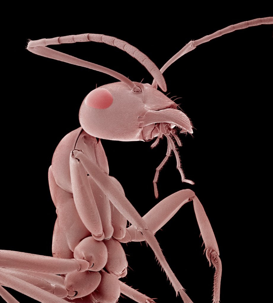 Detail of Ant by Anonymous