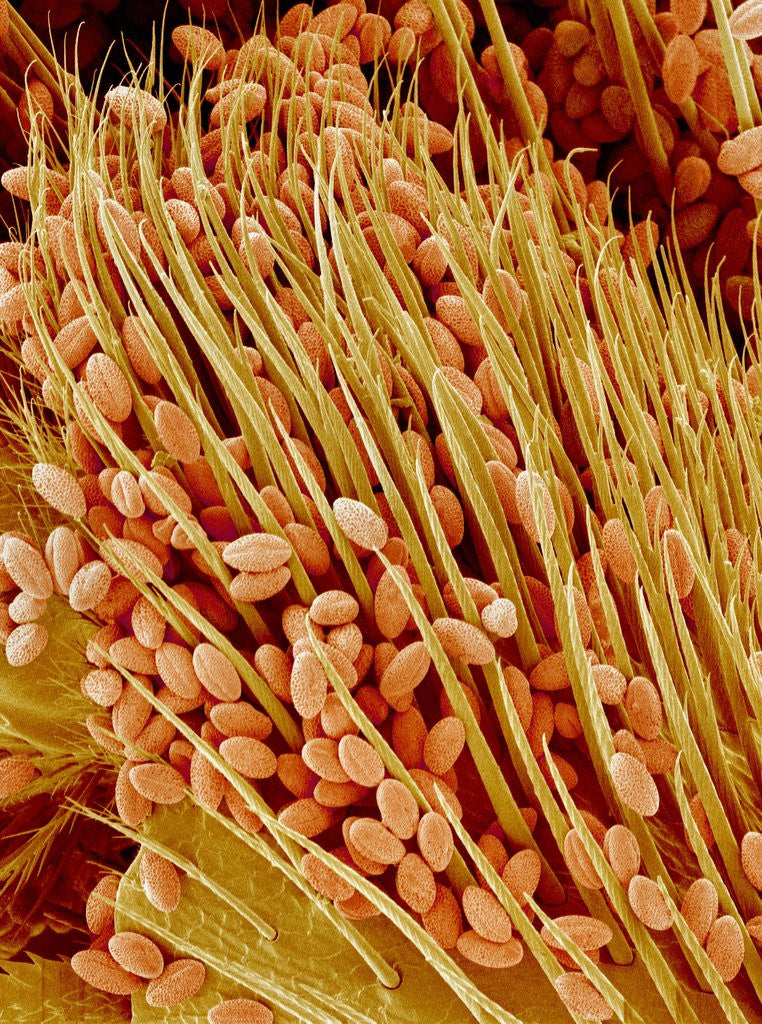 Detail of Leg of a bee with pollen by Anonymous