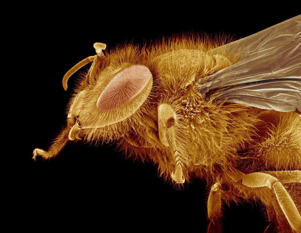 Detail of Head of a Honeybee by Corbis