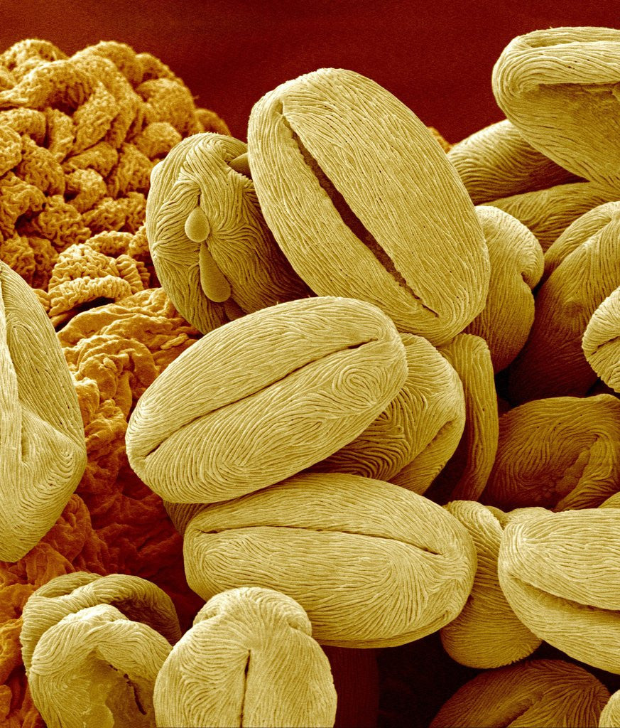 Detail of Pollen of Cherry Blossom by Anonymous