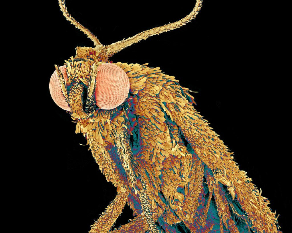 Detail of Geometer moth by Anonymous