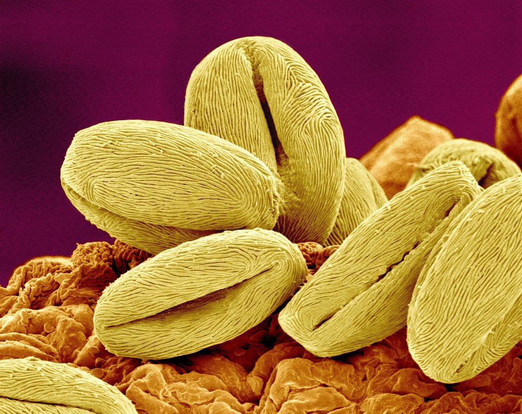 Detail of Pollen of Cherry Blossom by Anonymous