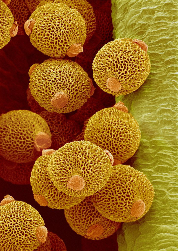 Detail of Geranium pollen in anther by Anonymous