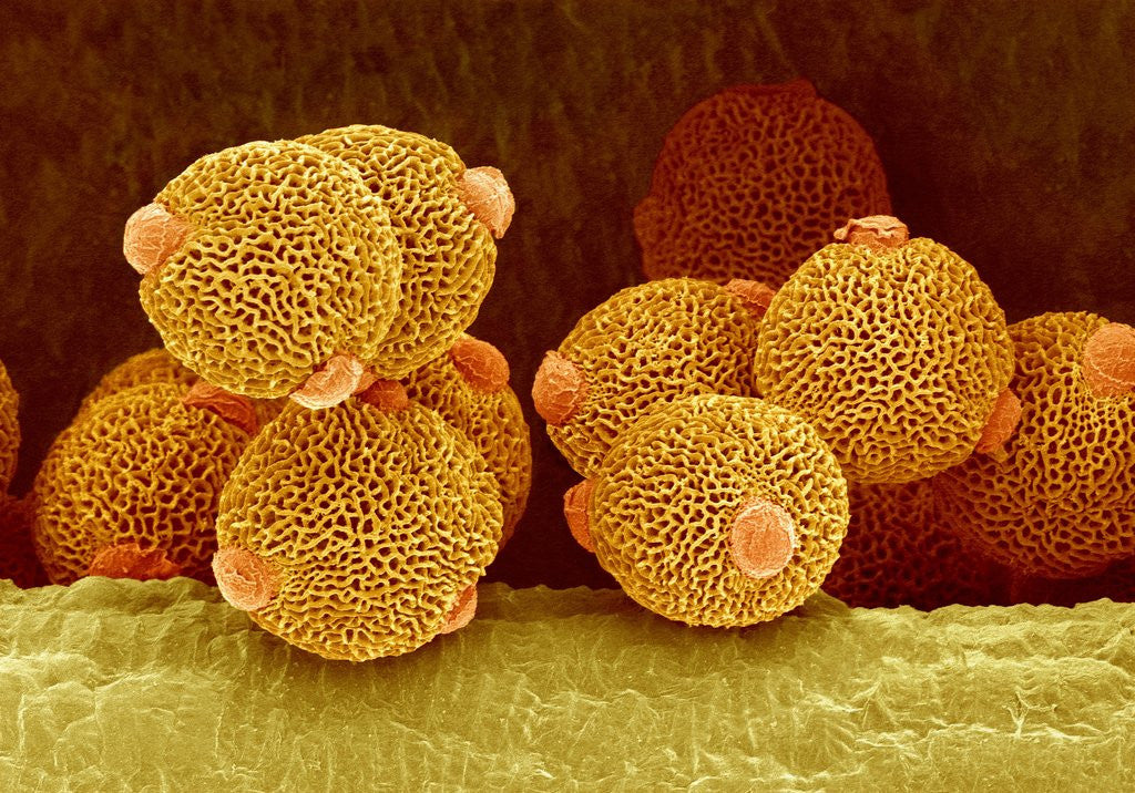 Detail of Geranium pollen in anther by Corbis