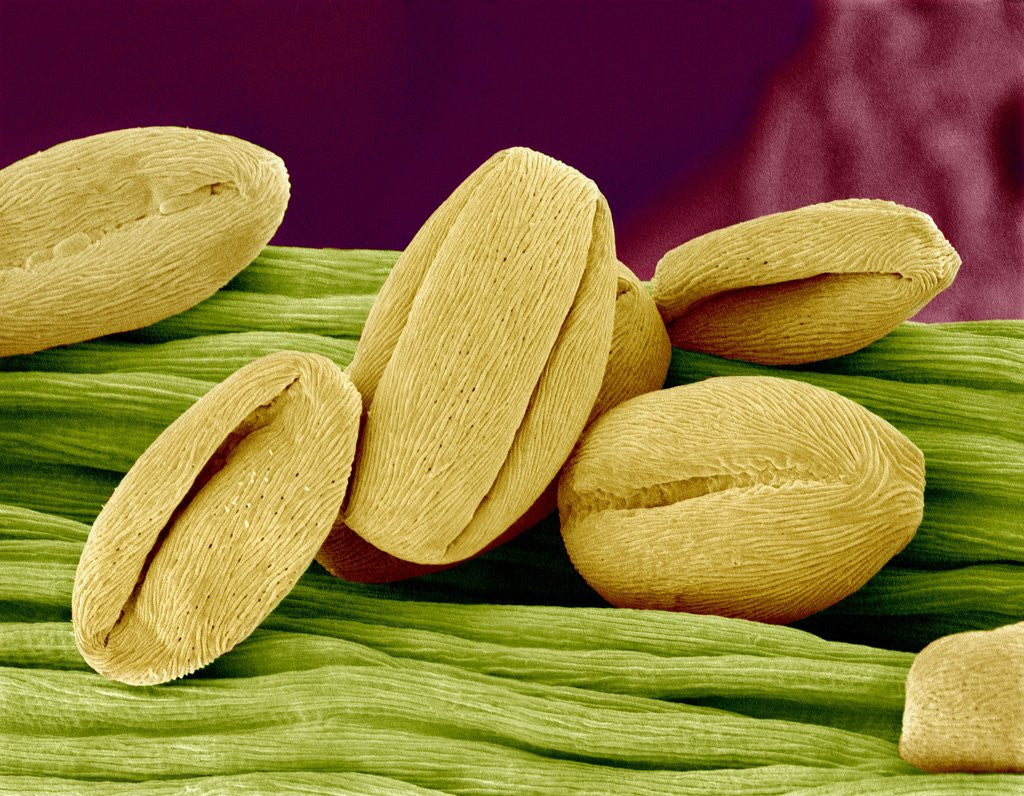 Detail of Pollen of Cherry Blossom by Anonymous