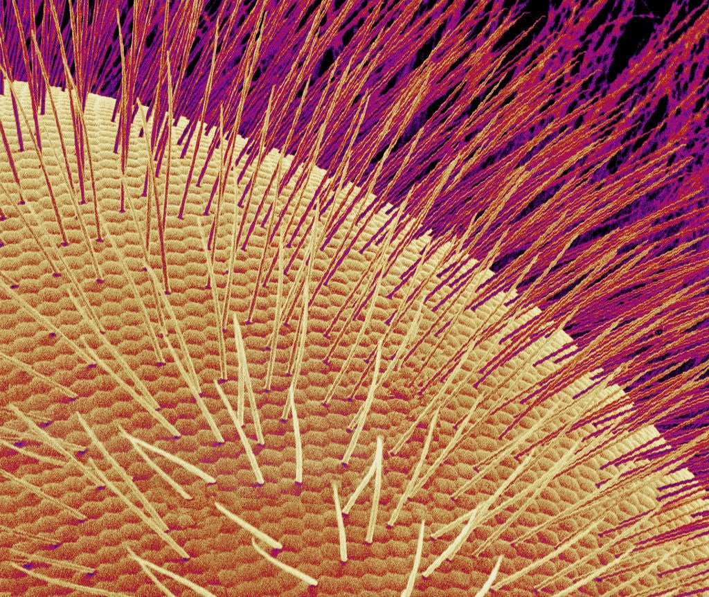 Detail of Compound eye of a honeybee by Anonymous