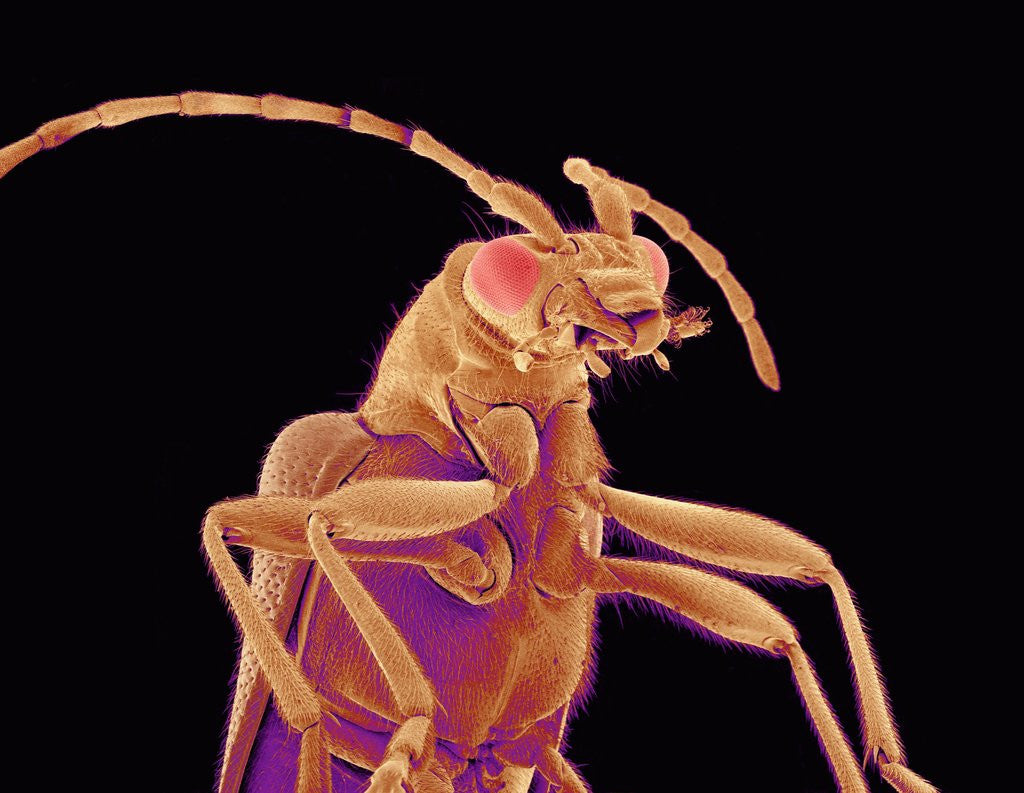 Long-horned beetle by Corbis
