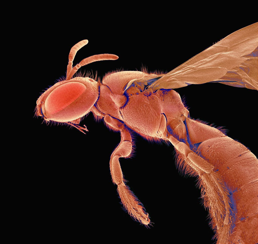 Detail of Bee by Anonymous