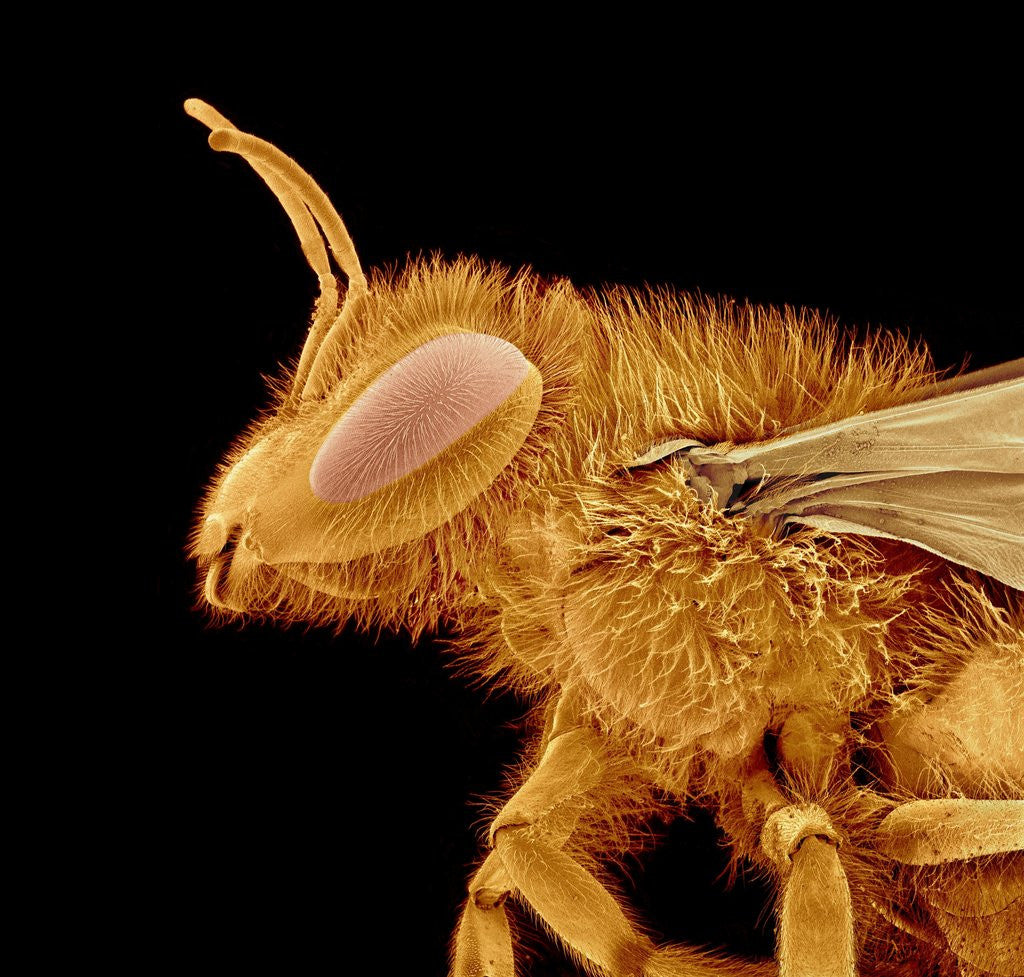 Detail of Head of a Bee by Anonymous