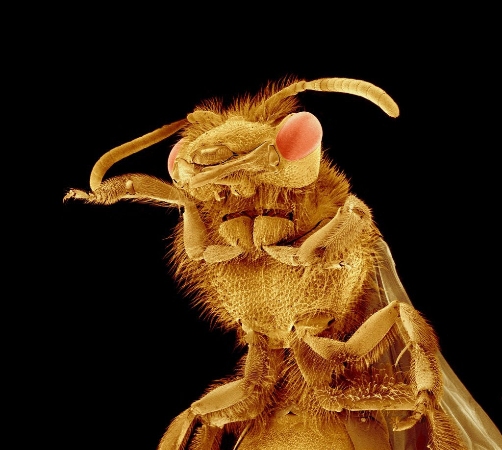 Detail of Front half of a Bee by Anonymous