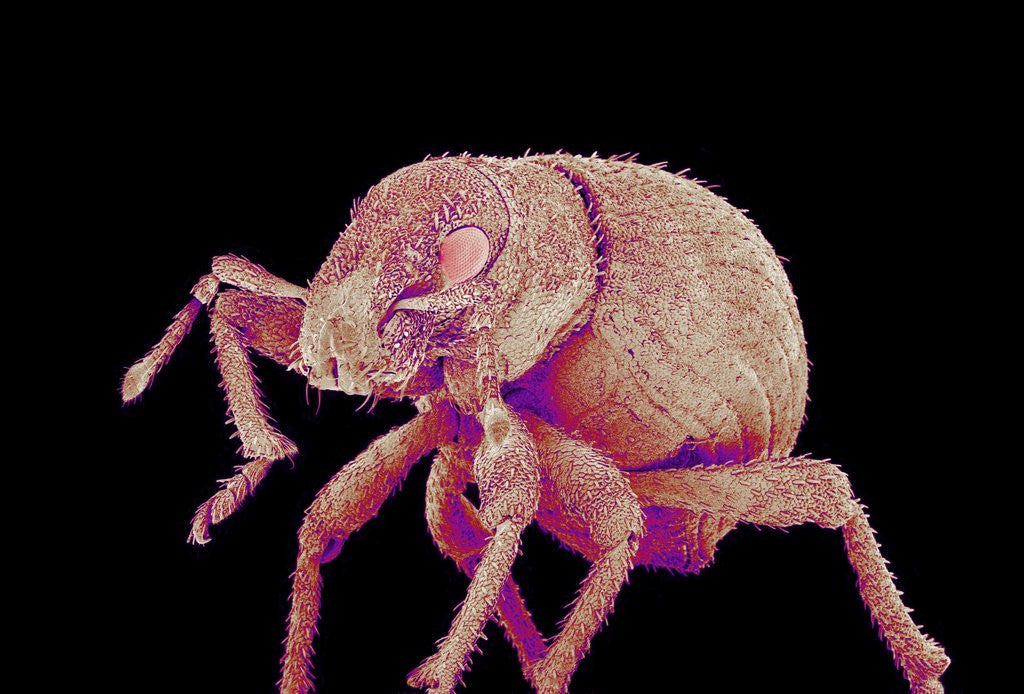 Detail of Weevil by Anonymous