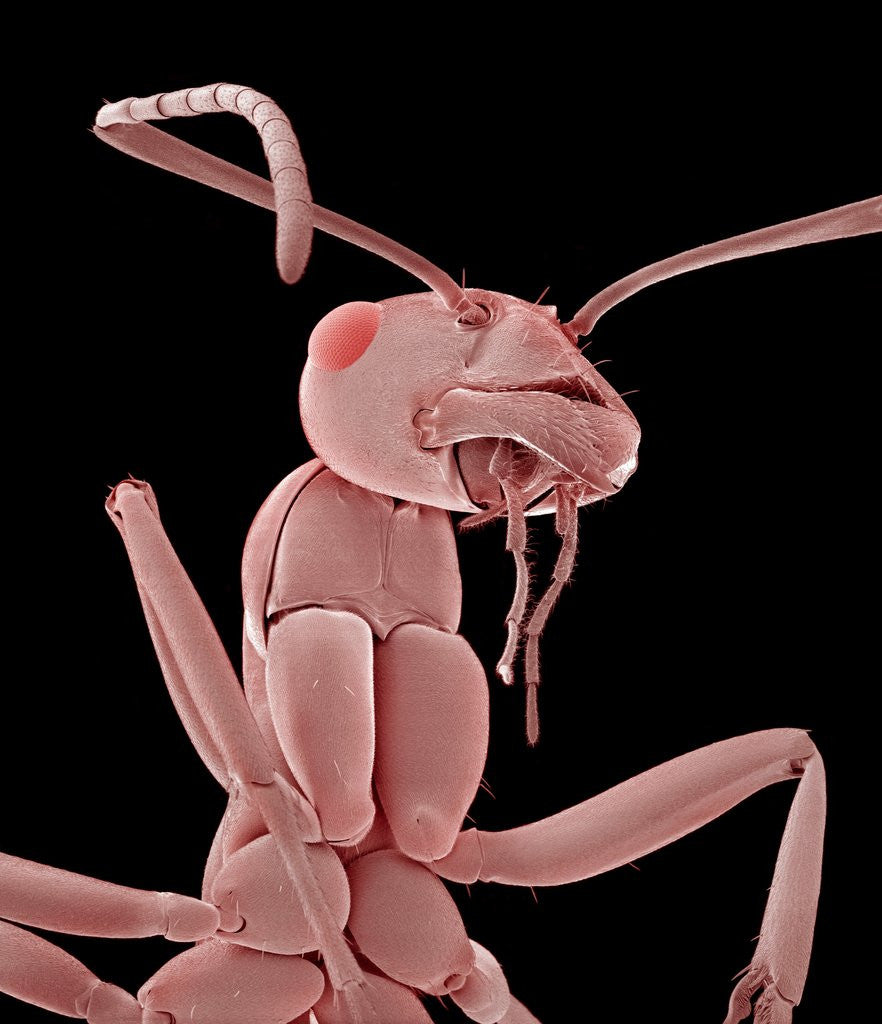 Detail of Ant by Anonymous