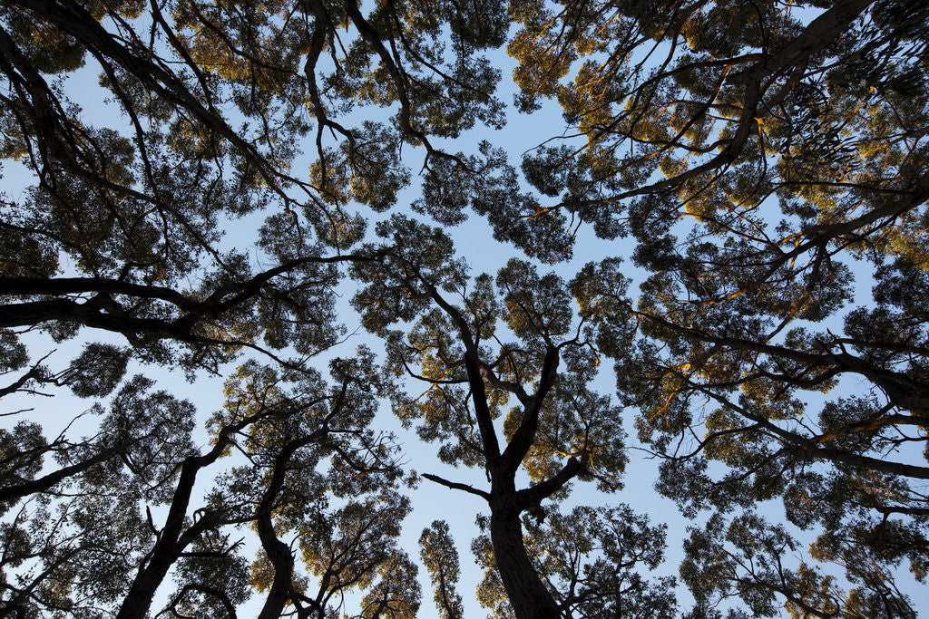 Detail of Forest Canopy by Anonymous