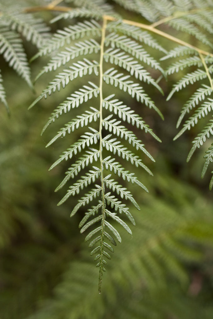 Detail of Tree Fern in Grampians National Park by Anonymous