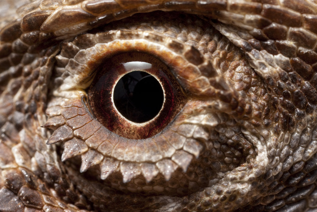 Detail of Eye of an Inland Bearded Dragon by Anonymous