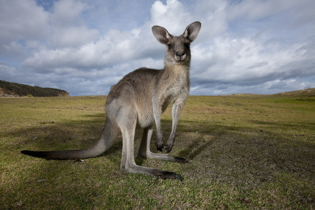 Detail of Eastern Gray Kangaroo in Australia's Murramarang National Park by Anonymous