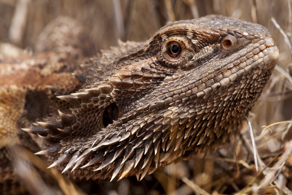 Detail of Inland Bearded Dragon in the Australian Outback by Anonymous