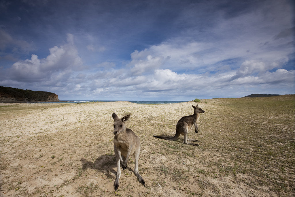 Detail of Eastern Gray Kangaroos on beach in Murramarang National Park by Anonymous