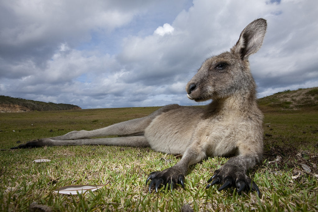 Detail of Eastern Gray Kangaroo in Murramarang National Park by Corbis