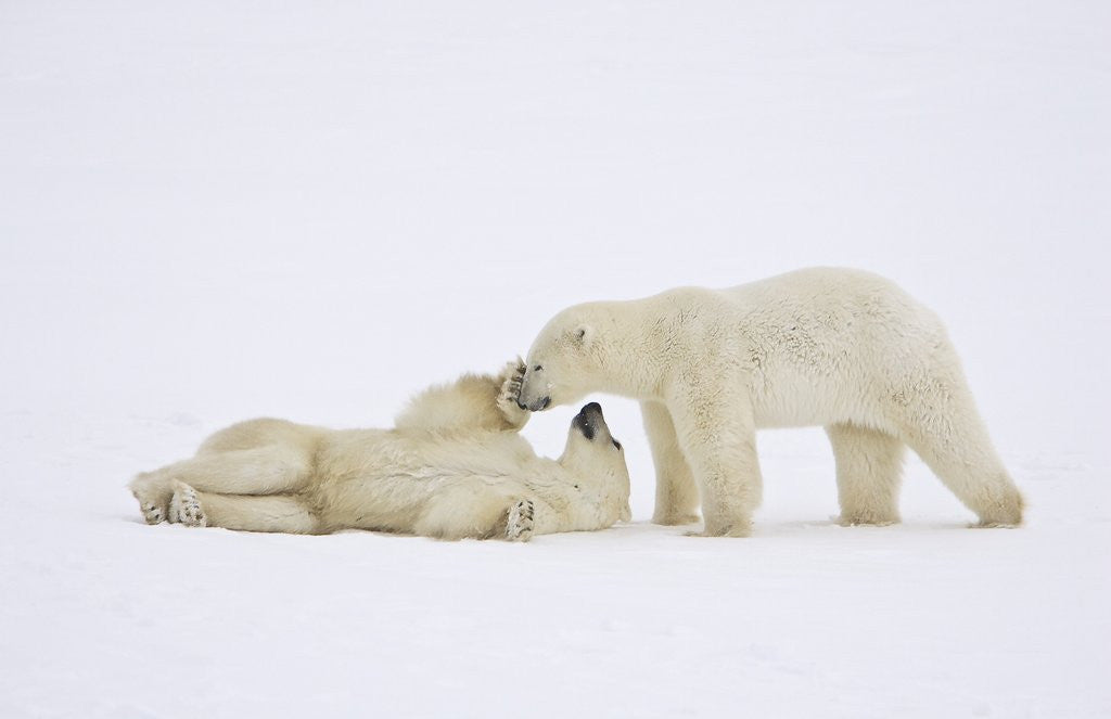 Detail of Polar Bears Playing by Corbis