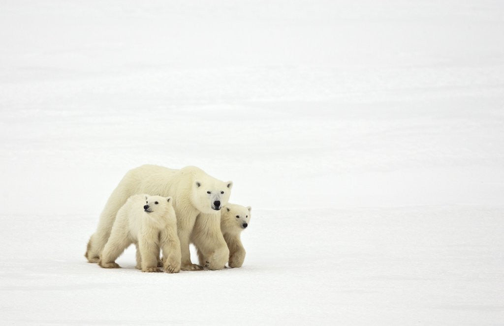 Detail of Mother and Cubs Walking by Anonymous