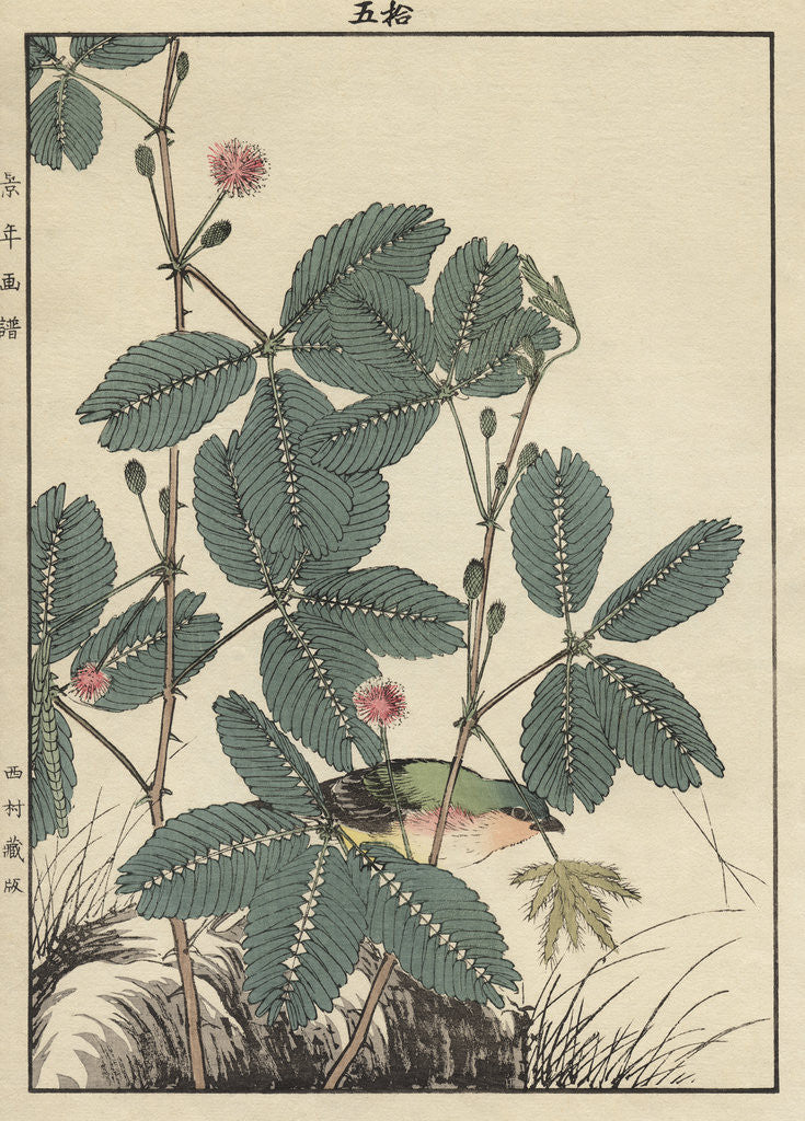 Detail of Sensitive Plant, Olive Sparrow by Imao Keinen