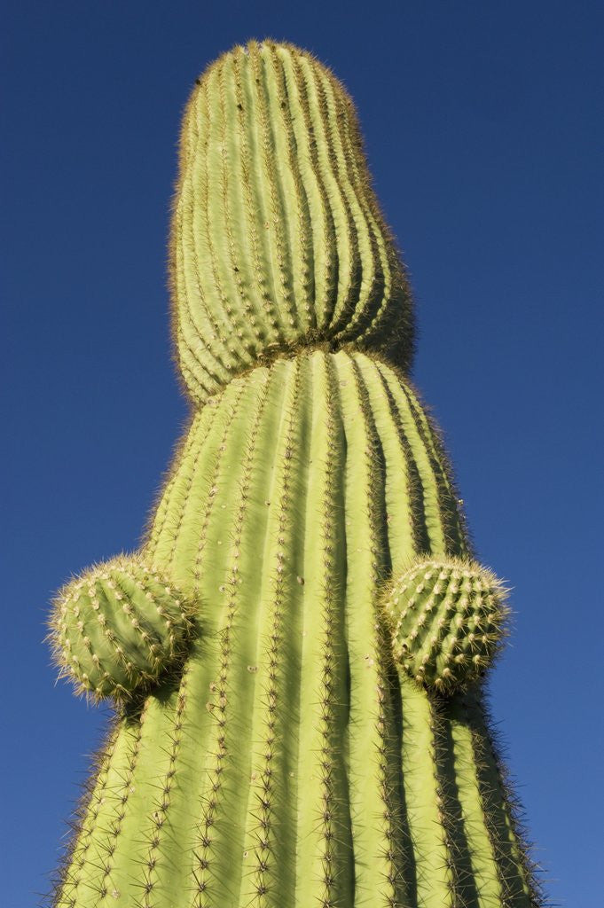 Detail of Saguaro Cactus in Tinajas Altas Mountains by Corbis