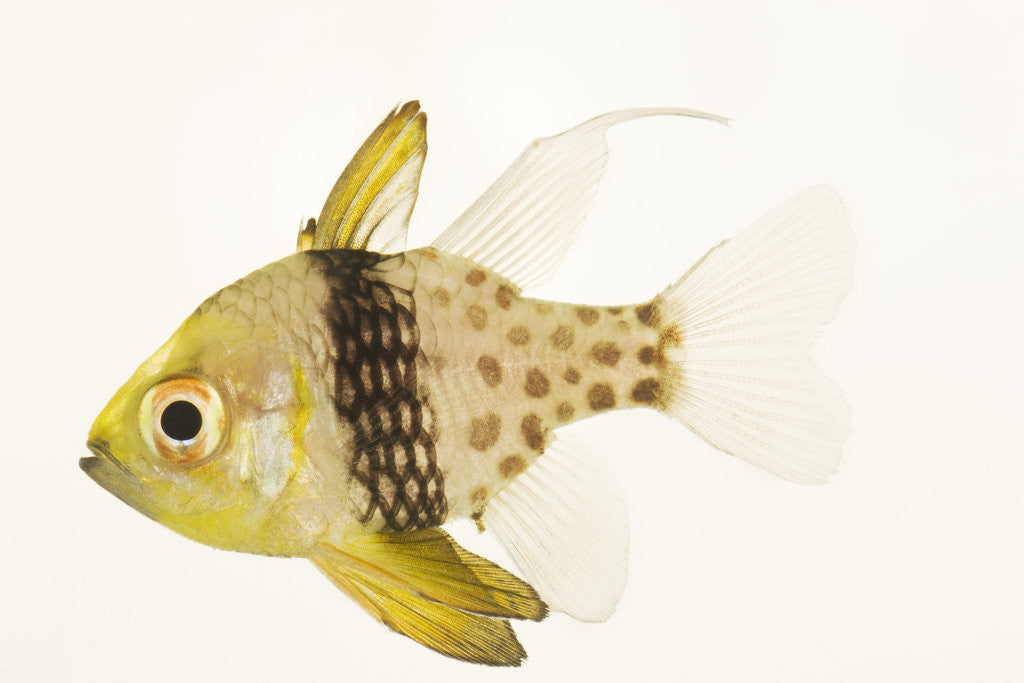 Detail of Polka Dot Cardinal Fish by Anonymous