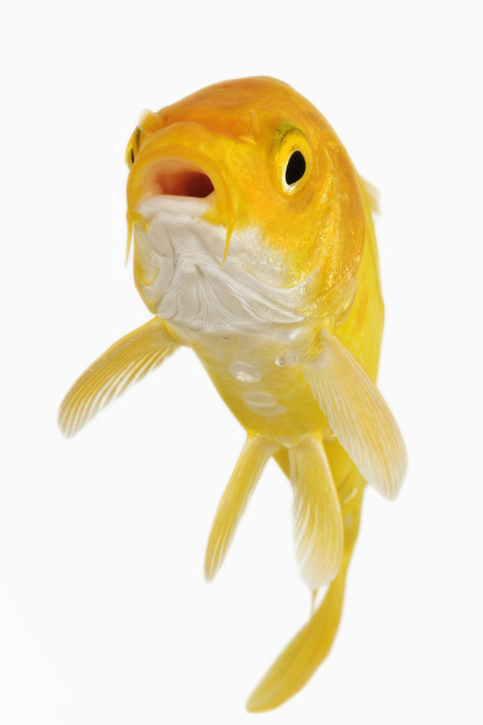 Detail of Koi Fish by Anonymous