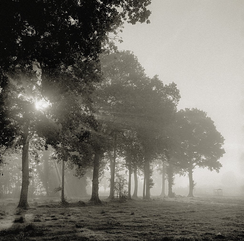 Detail of Sun shining through morning mist by Anonymous