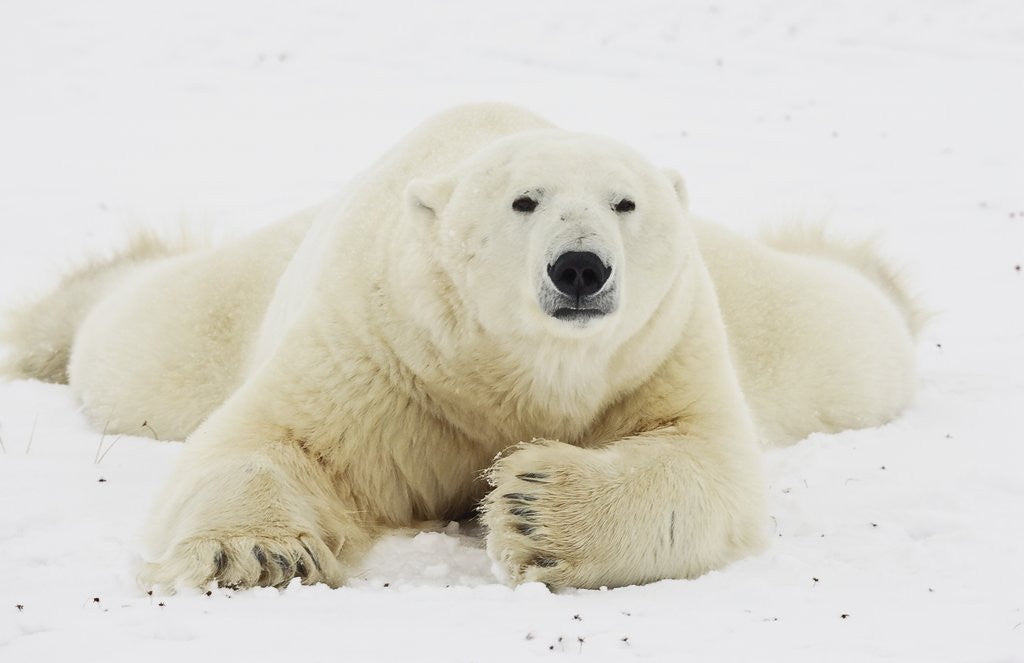 Detail of Polar bear lying in snow by Corbis