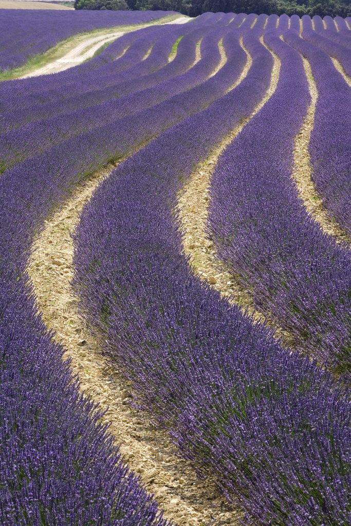 Detail of Lavender field by Anonymous