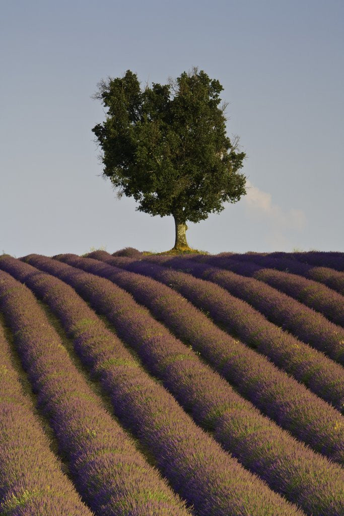 Detail of Tree and lavender field by Anonymous
