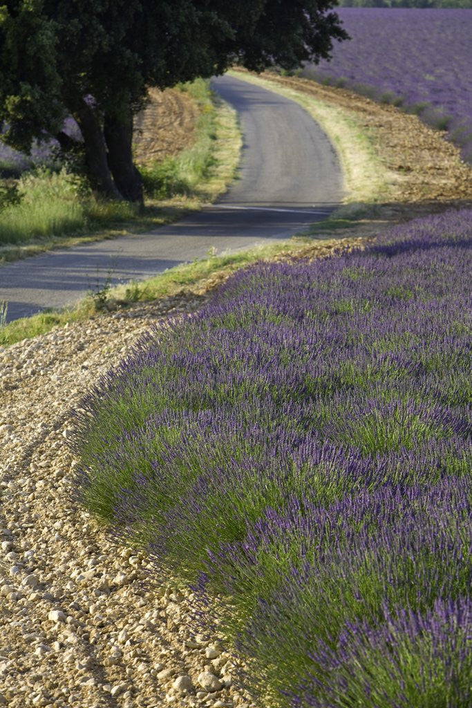 Detail of Lavender field and winding road by Anonymous