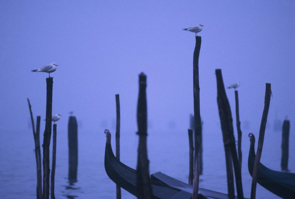 Detail of Gondolas in Venice by Corbis