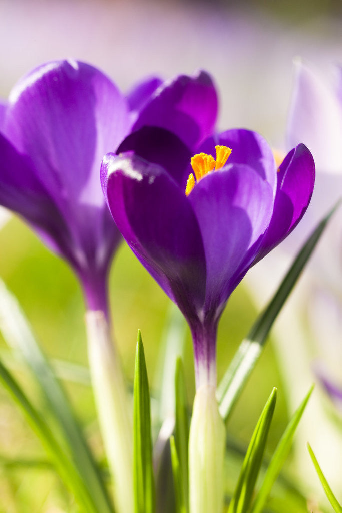 Detail of Pink Crocus flowers by Anonymous