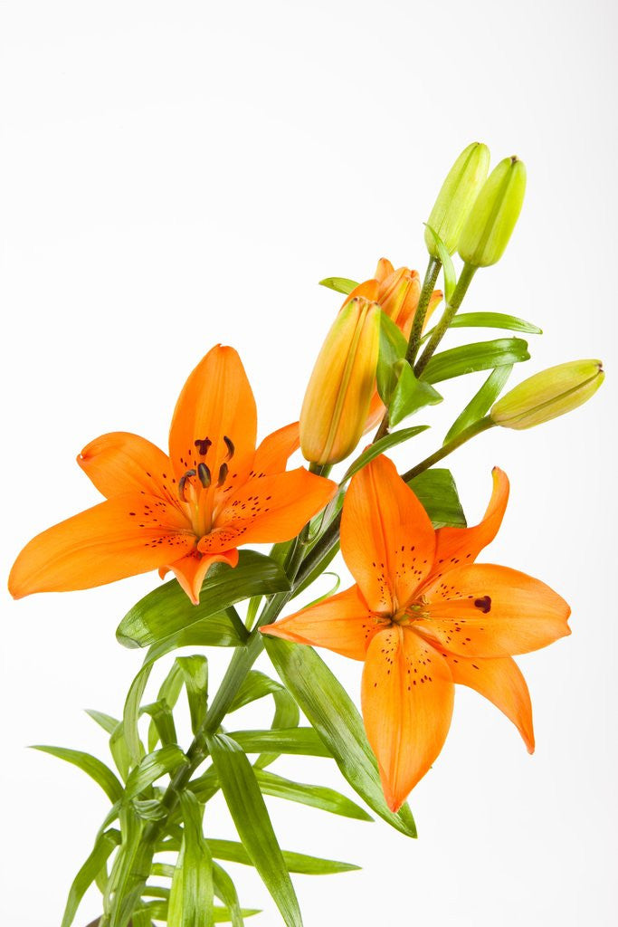 Detail of Orange lilies by Anonymous