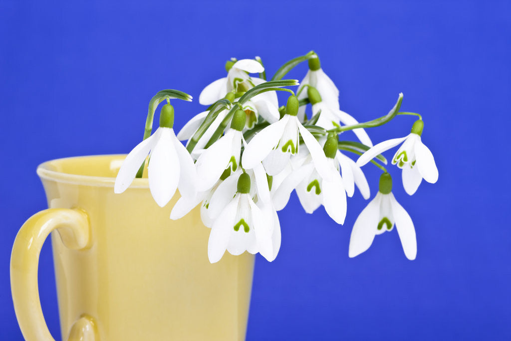 Detail of Snowdrops in plant pot by Corbis