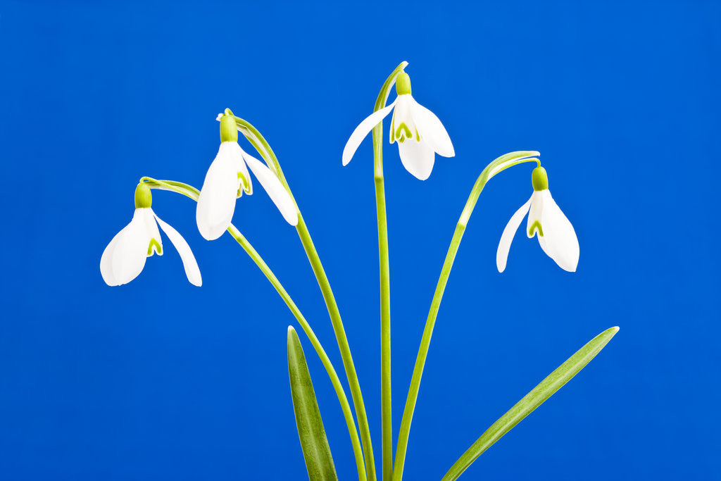 Detail of Snowdrop flowers by Anonymous