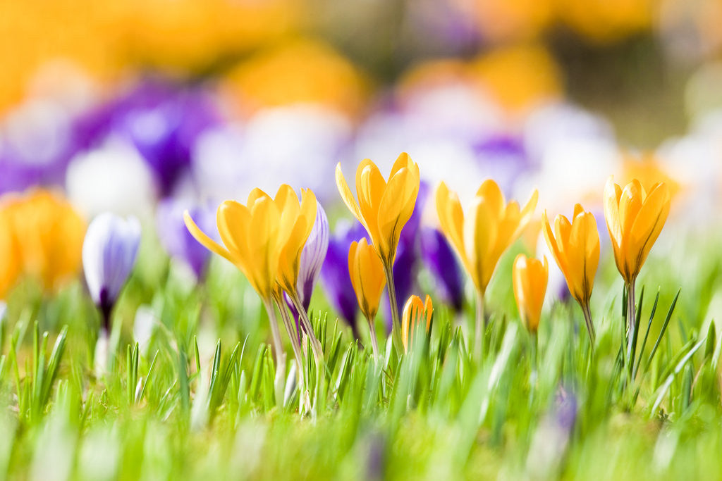 Detail of Orange and purple crocus flowers by Anonymous