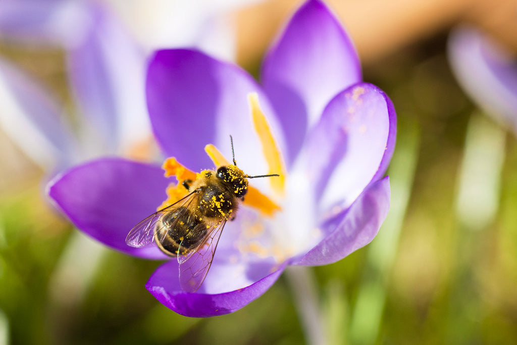 Detail of Pink Crocus flower and honeybee by Anonymous