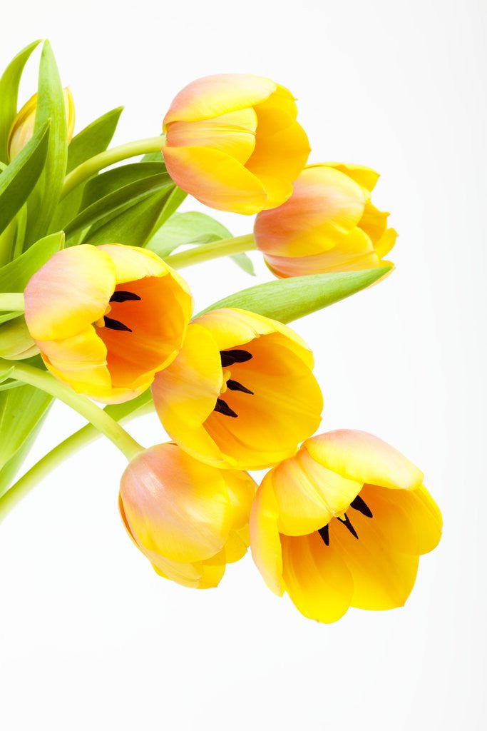 Detail of Yellow and orange tulips by Corbis