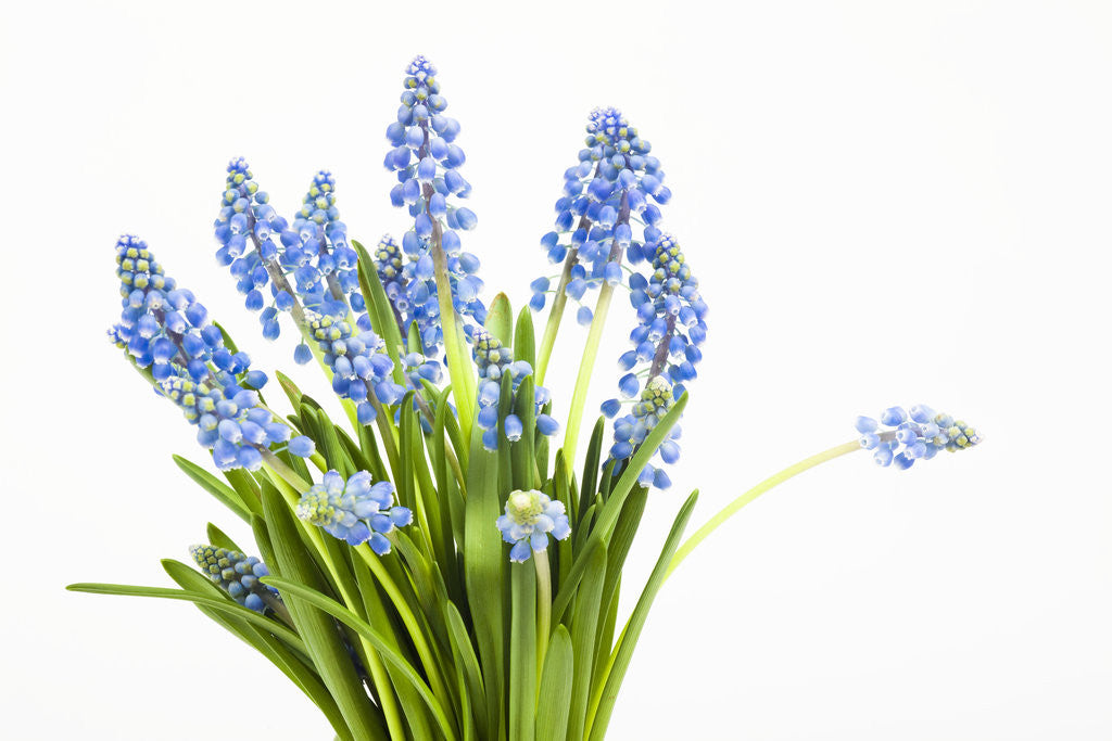 Detail of Grape hyacinth by Anonymous