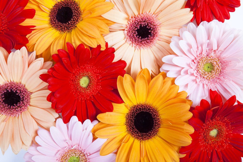 Detail of Gerbera daisies by Anonymous