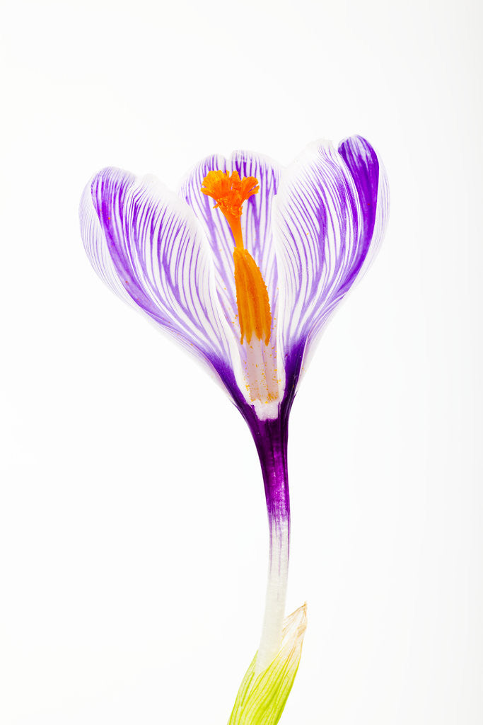 Detail of Purple crocus by Anonymous