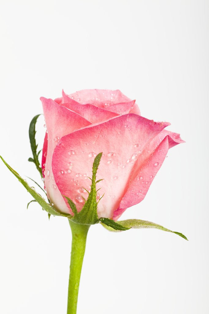 Detail of Pink rose by Anonymous