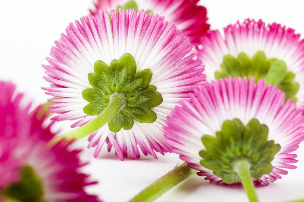 Detail of Daisy flowers by Anonymous