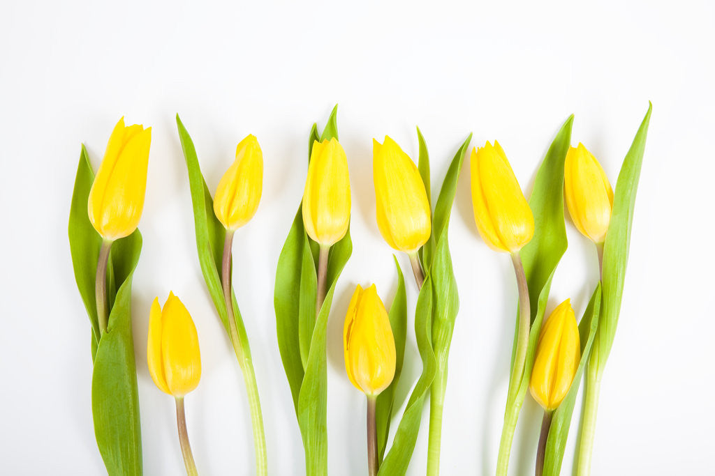 Detail of Yellow tulips by Anonymous