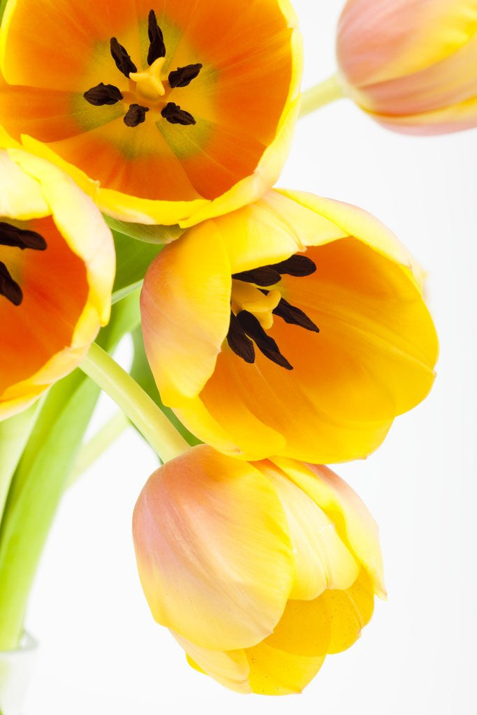 Detail of Yellow and orange tulips by Anonymous